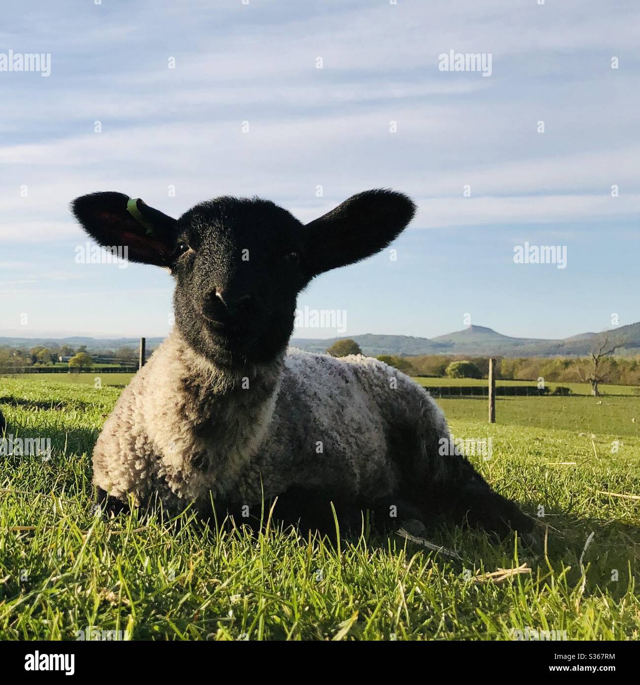Lamb in a field in Yorkshire near Great Ayton, United Kingdom Stock Photo