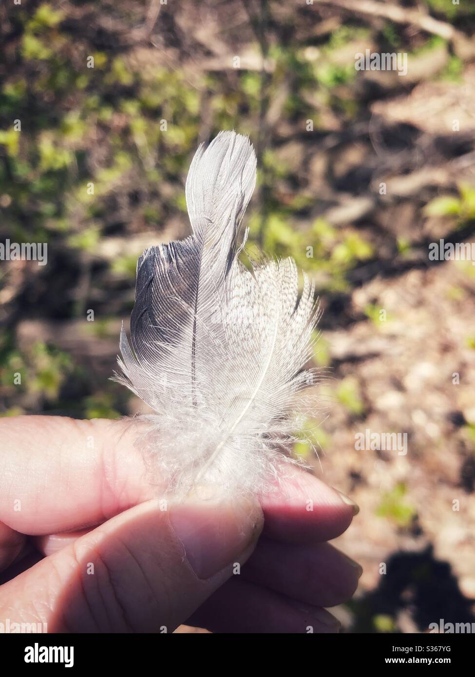 Feathers from heaven. - Smartphone Captured Stock Image