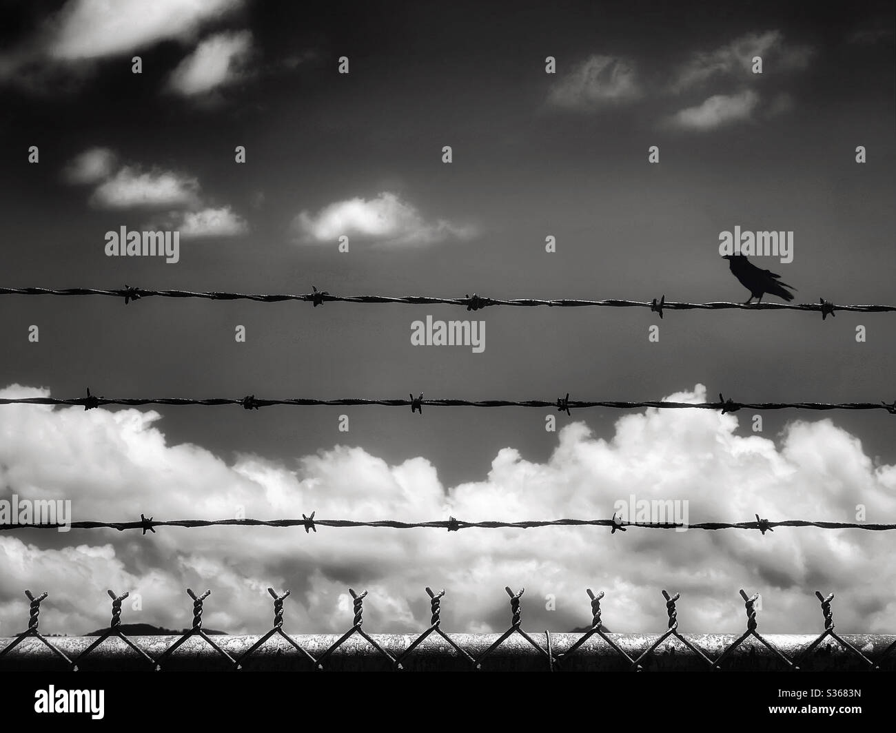 Black bird on a barbed wire fence silhouetted against a cloudy sky - Smartphone Captured Stock Image