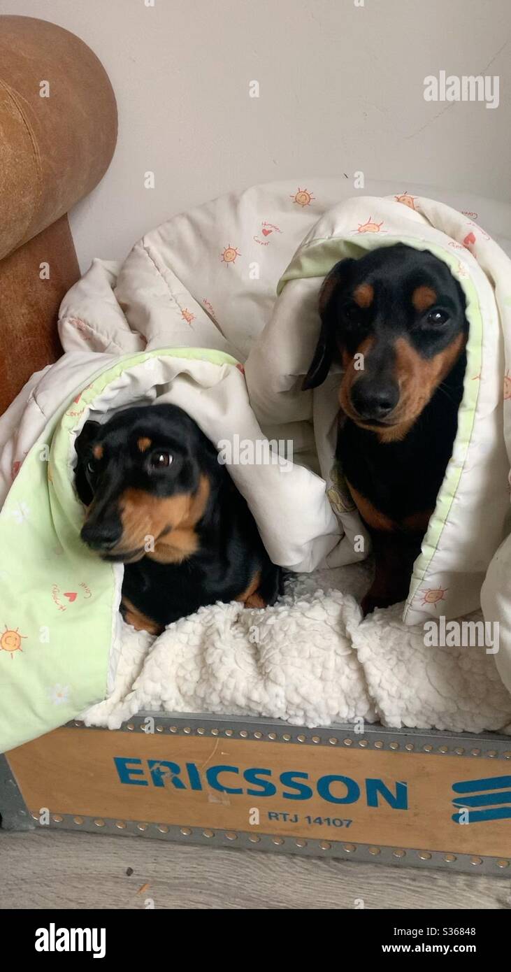 2 miniature dachshunds under a blanket Stock Photo Alamy
