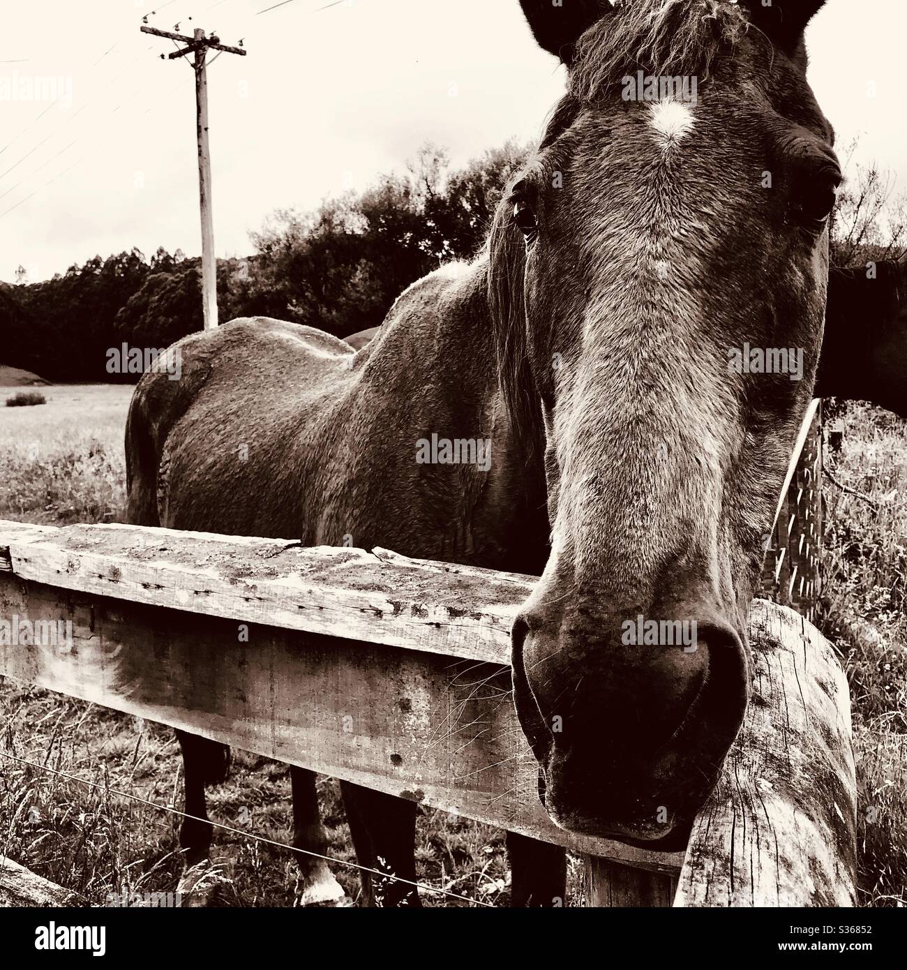 Horse with no name Stock Photo