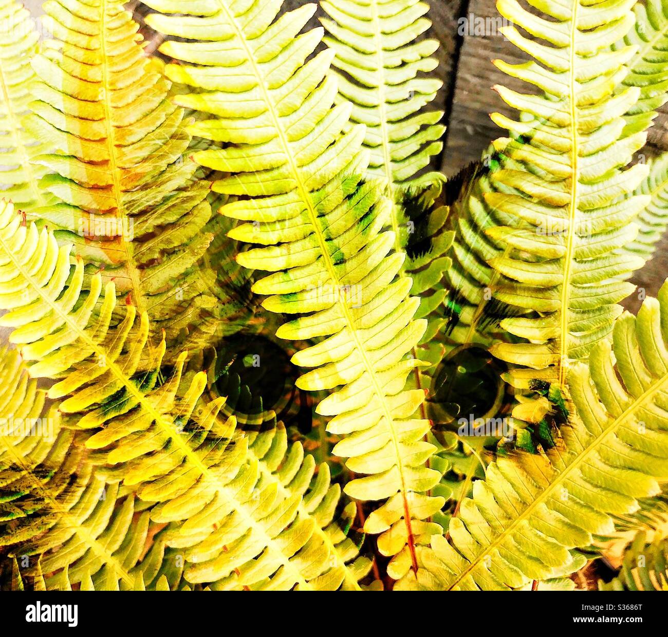 Double exposure of cat looking through fern - Smartphone Captured Stock Image