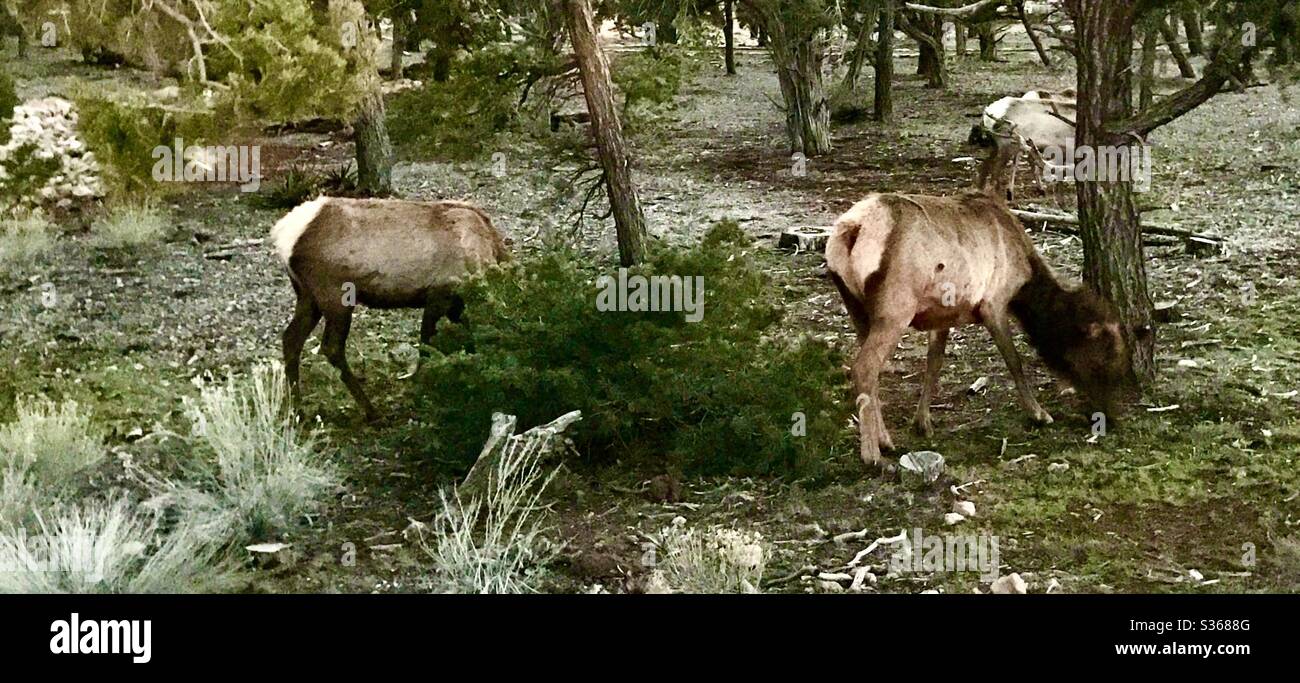 Elk herd in south rim Grand Canyon - Smartphone Captured Stock Image