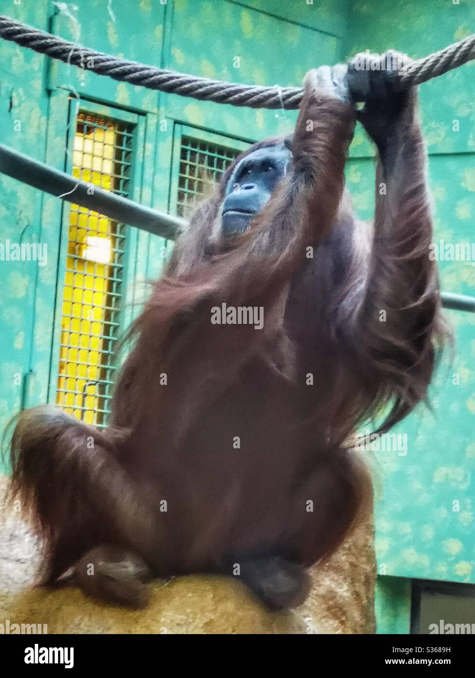 Orangutan at Zurich Zoo Stock Photo