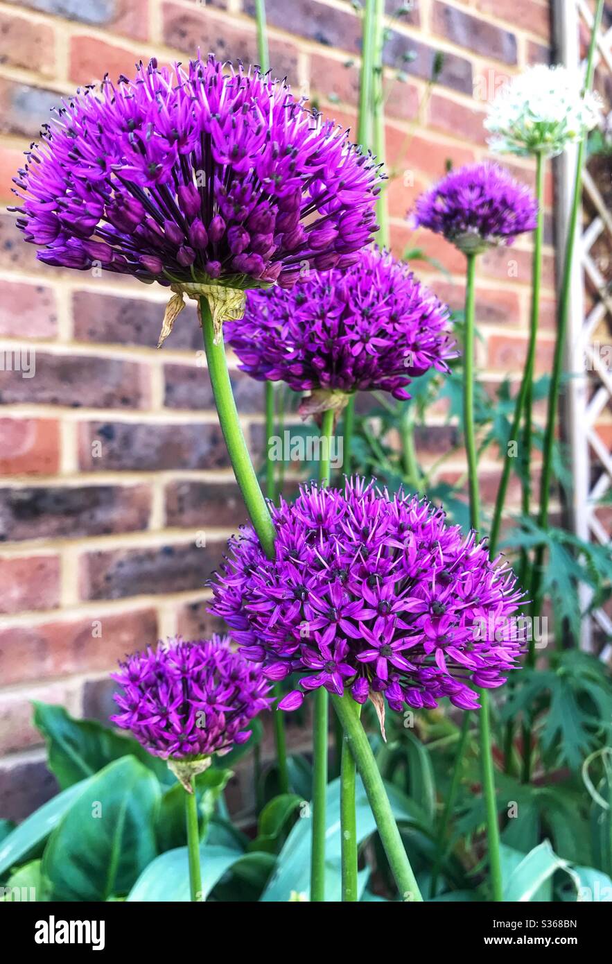 Purple Alliums (Ornamental Onion) flowering in a Garden Stock Photo