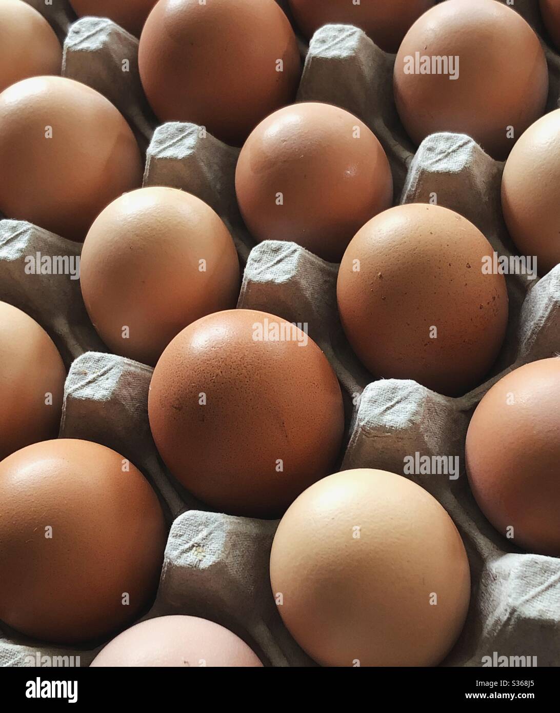 Closeup of farm fresh, brown chicken eggs in a tray - Smartphone Captured Stock Image