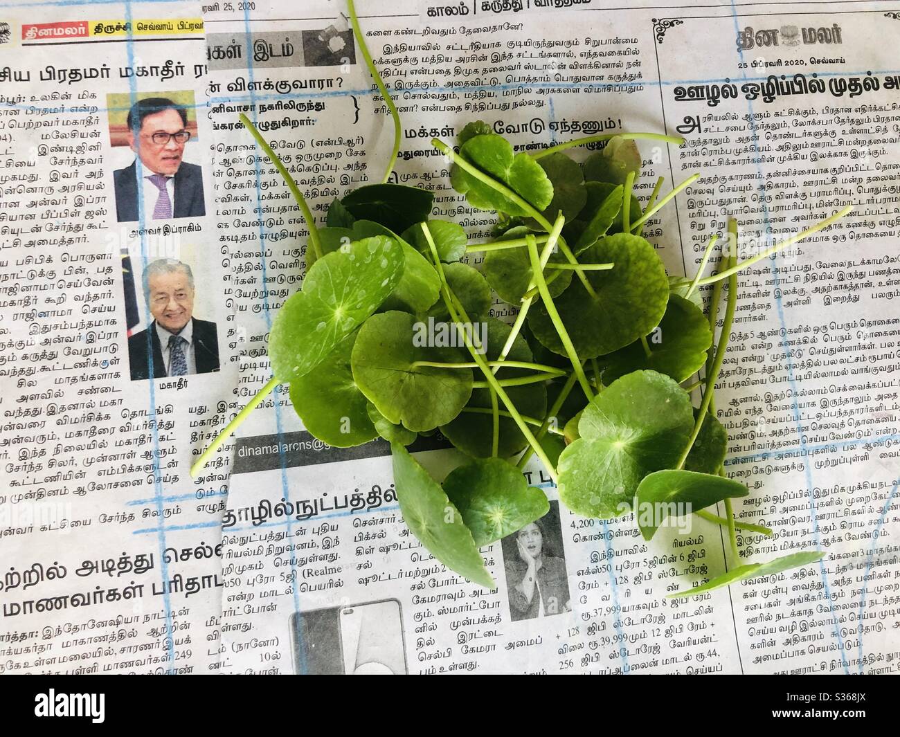 Harvest of Brahmi Leaves Stock Photo Alamy