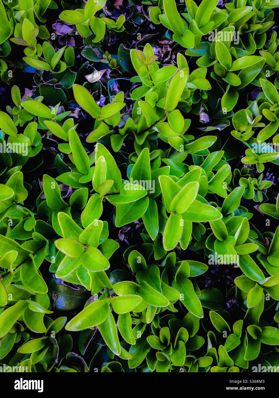 Closeup green leaves texture background Stock Photo - Alamy