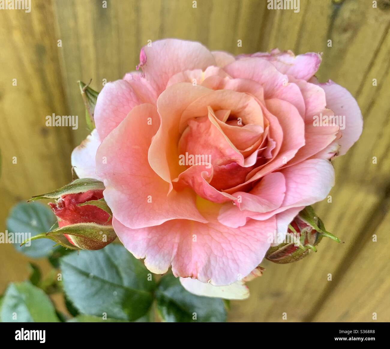 Peach rose - Smartphone Captured Stock Image
