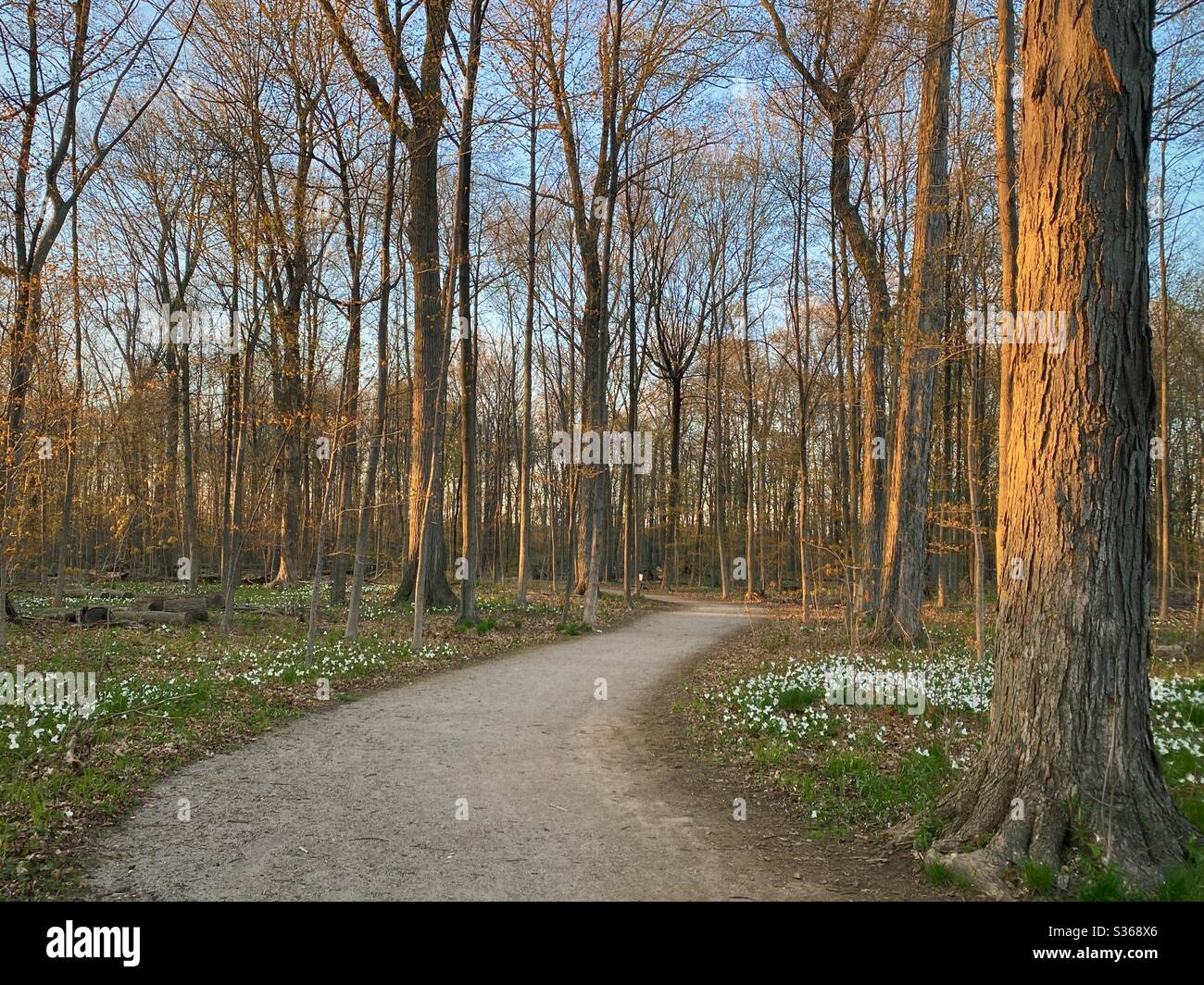 Path through early spring trillium flowers and forest in late afternoon sun. Oakville Ontario Canada May 2020 Stock Photo