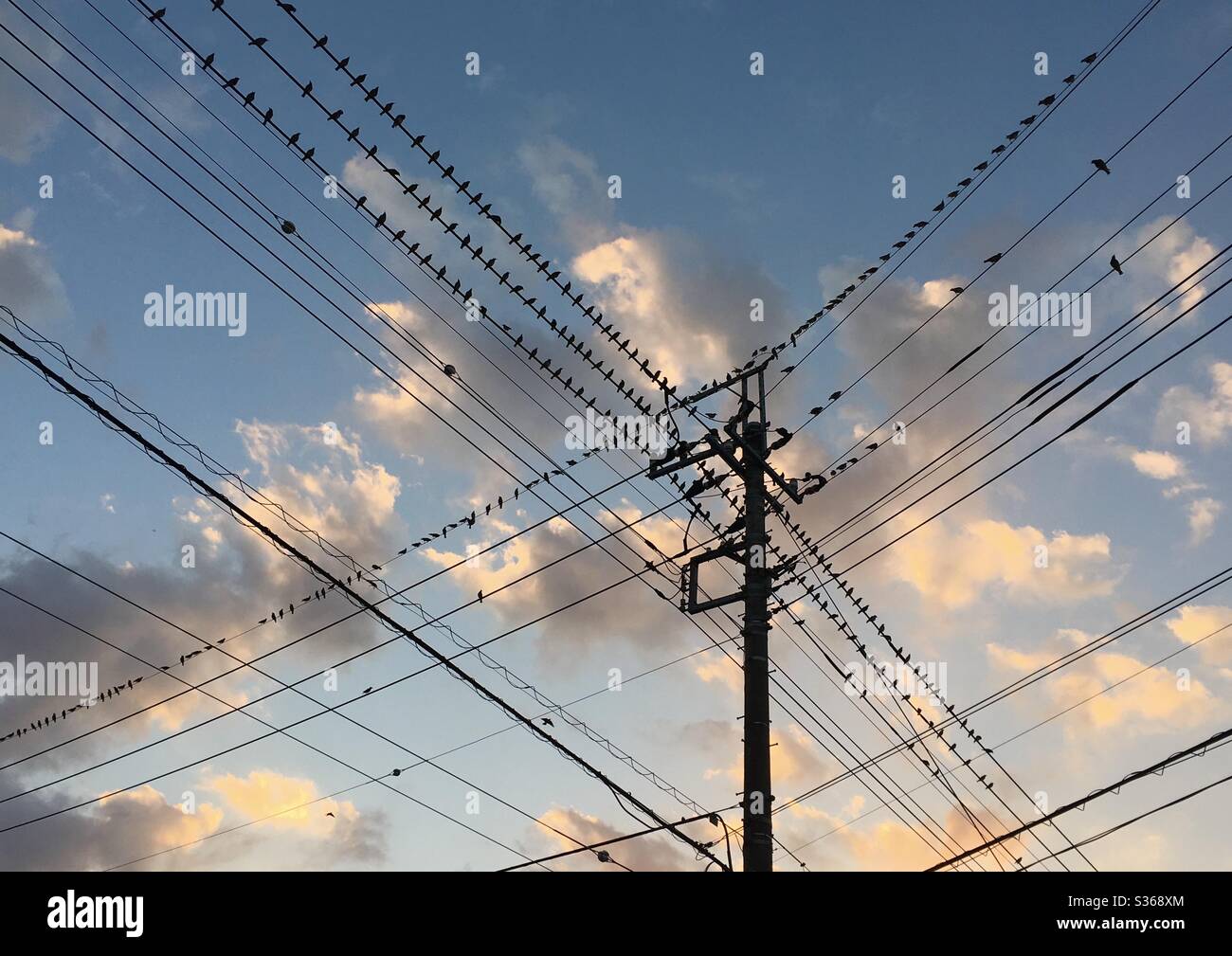 Bird roosting on power lines In Narita, Tokyo, Japan - Smartphone Captured Stock Image