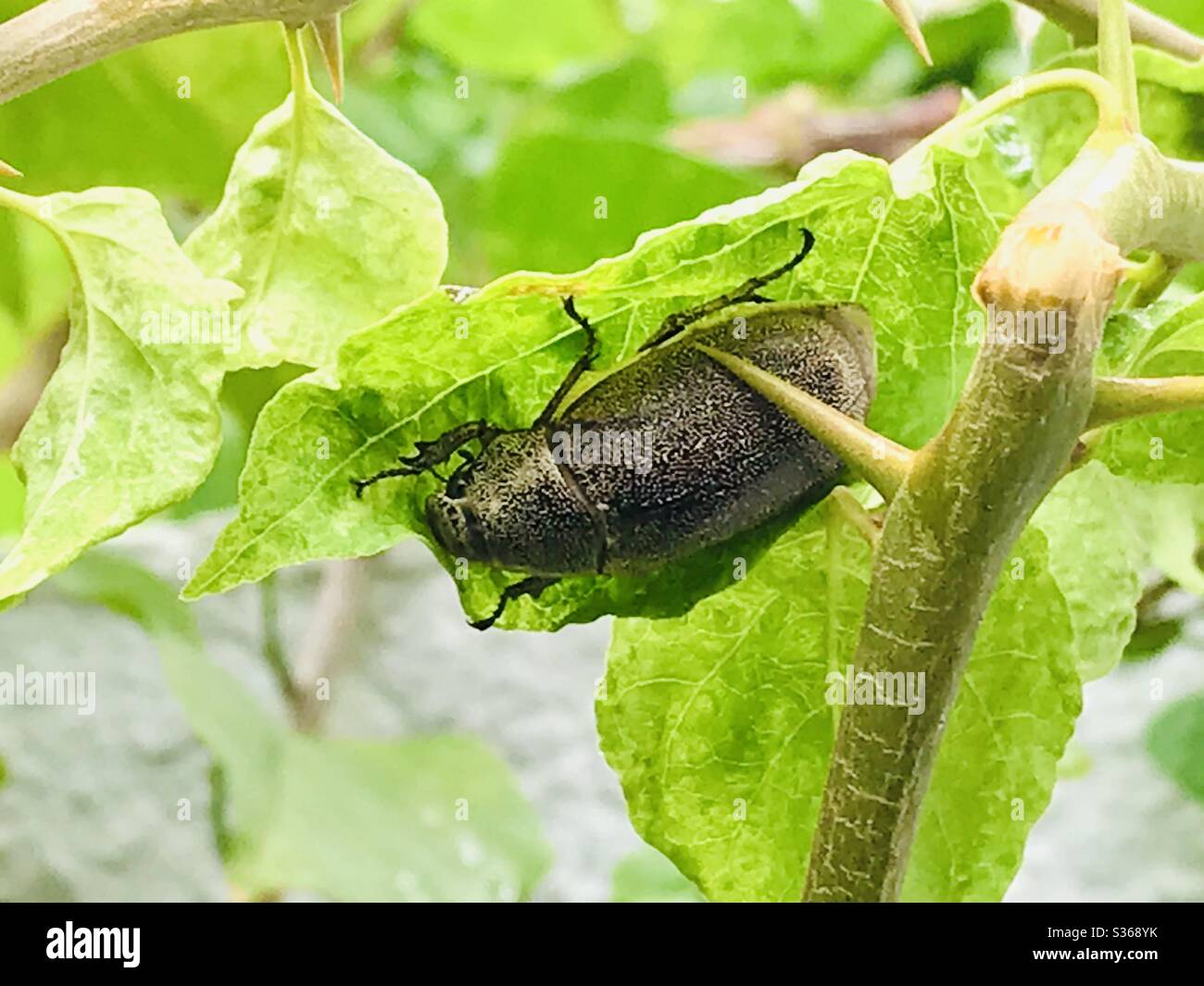 On a rainy quarantine morning, a beetle finds refuge under the leaf and thorn of bougainvillea. What a captivating moment to be still and simply gaze at nature’s splendor. Stock Photo