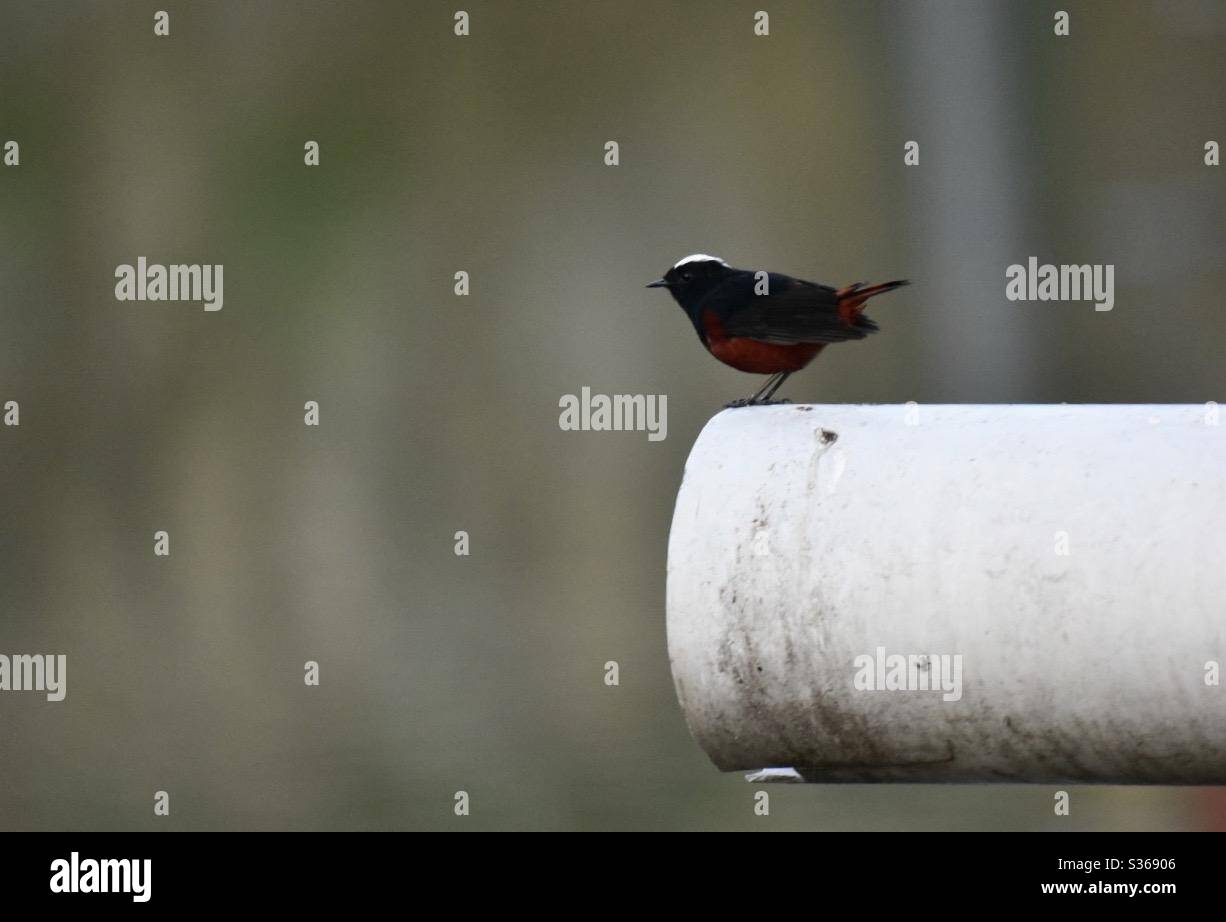 White capped redstart - Smartphone Captured Stock Image