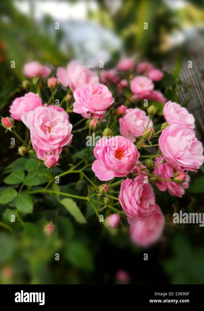Wild pink roses - Smartphone Captured Stock Image