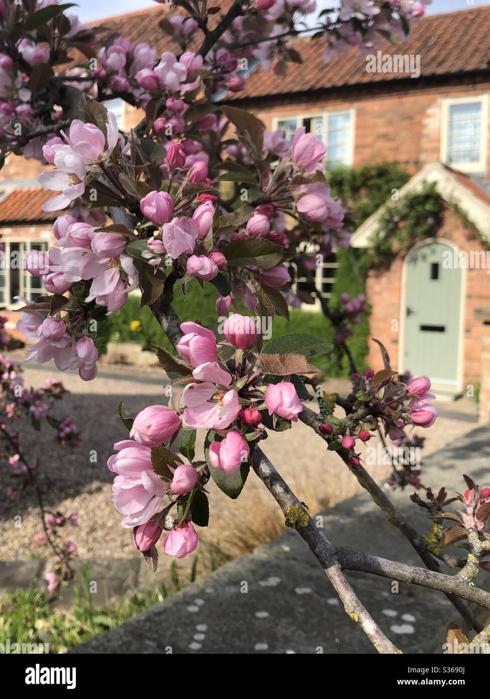 Flowering cherry blossom in an English cottage garden Stock Photo Alamy