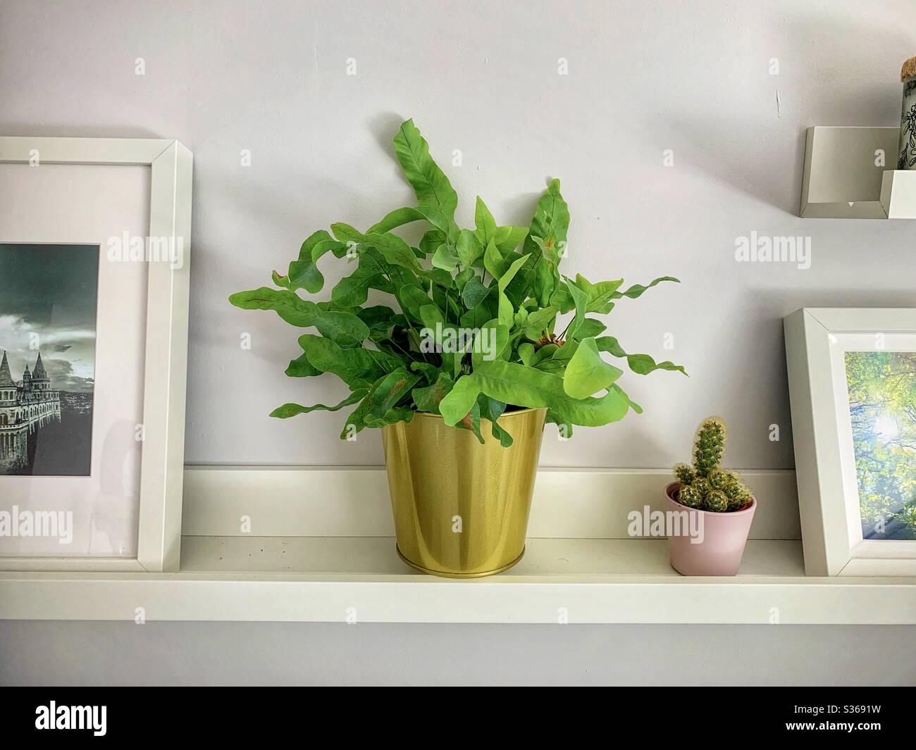 Picture shelf with photos and plants - Smartphone Captured Stock Image