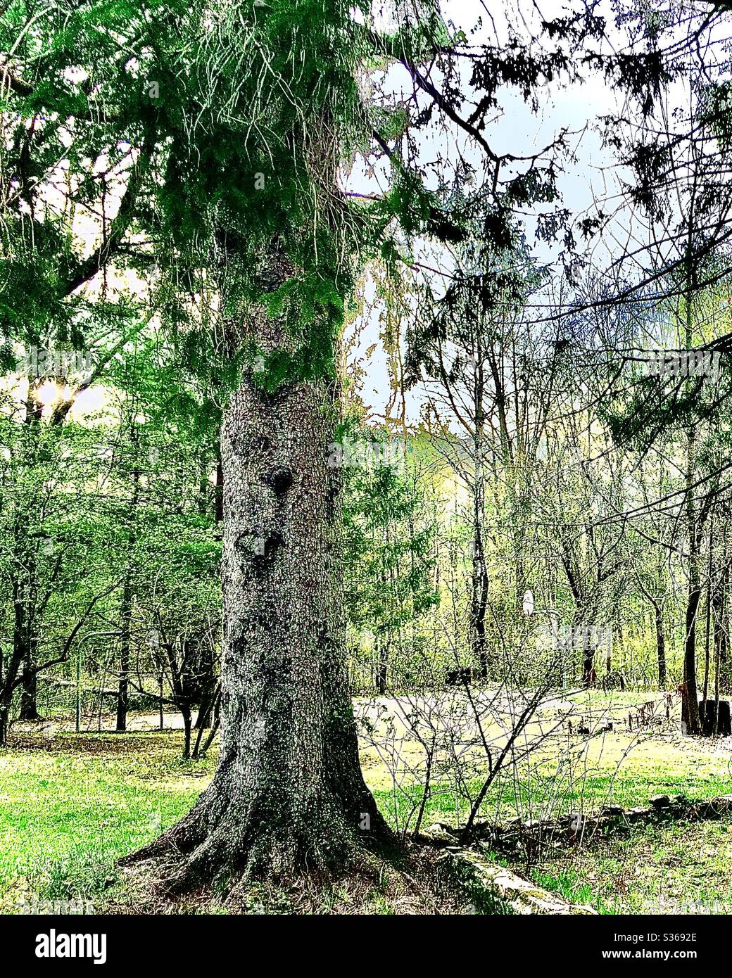 Tree - Smartphone Captured Stock Image