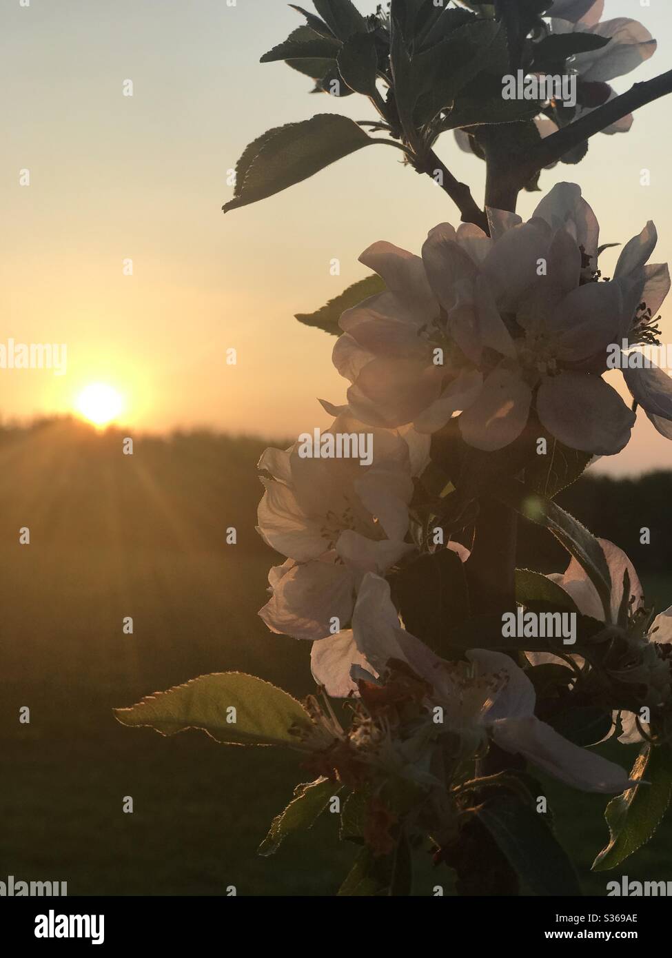 Appreciating the flowers in my own garden Stock Photo Alamy