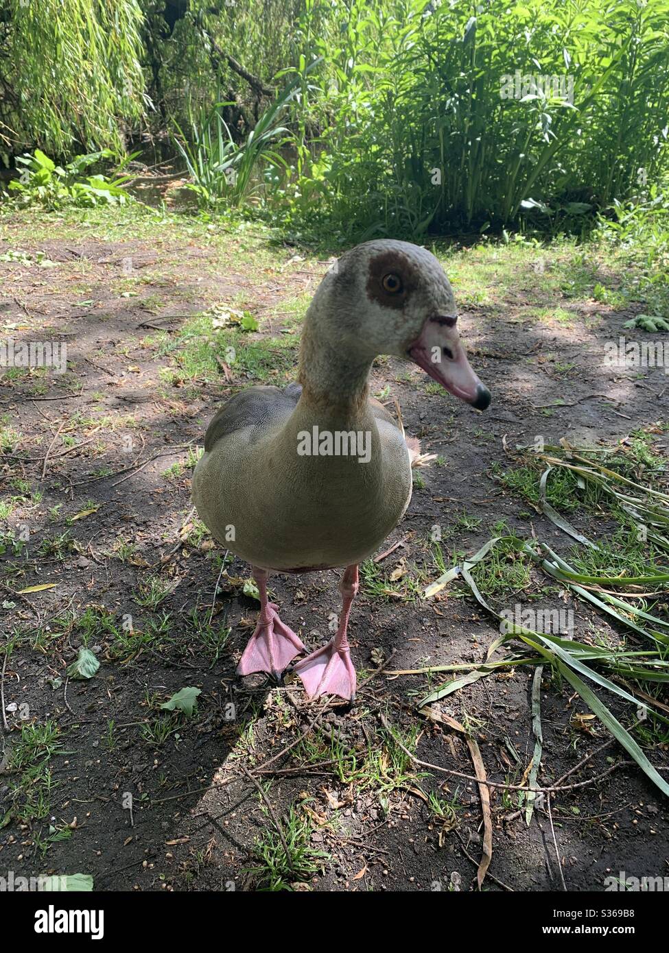 An Egyptian Goose in Amsterdam’s Vondelpark makes eye contact, up close and personal! Stock Photo