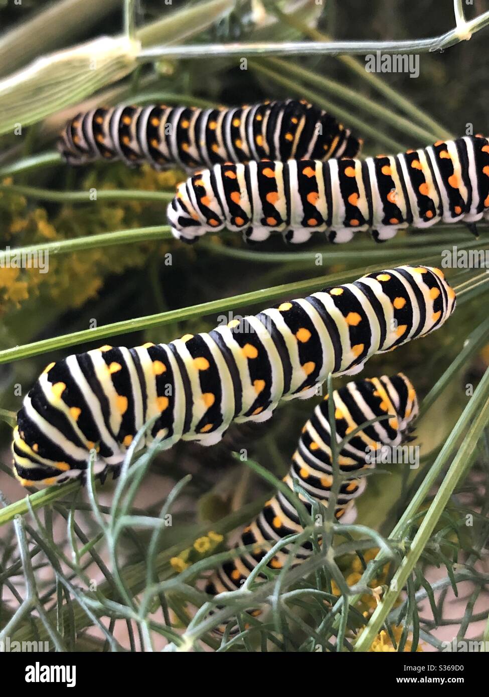 Black swallowtail caterpillars - Smartphone Captured Stock Image