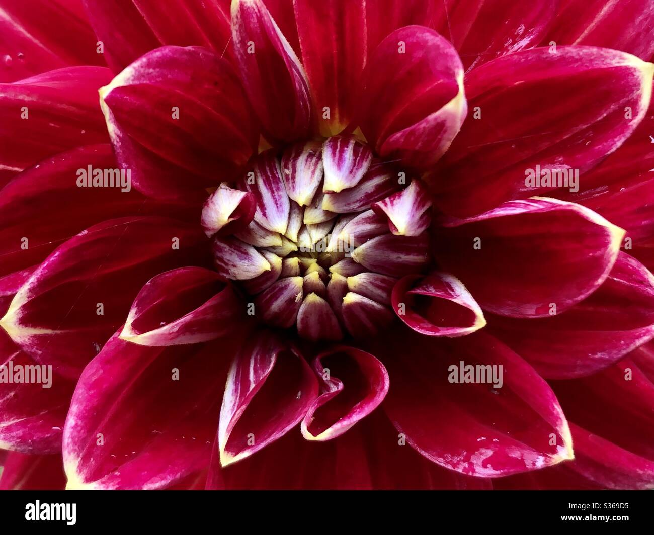 Full frame dahlia hi-res stock photography and images - Alamy