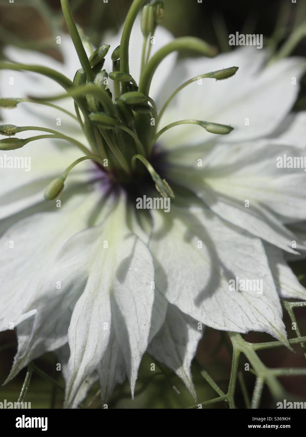 Love in the Mist in Bloom - Smartphone Captured Stock Image