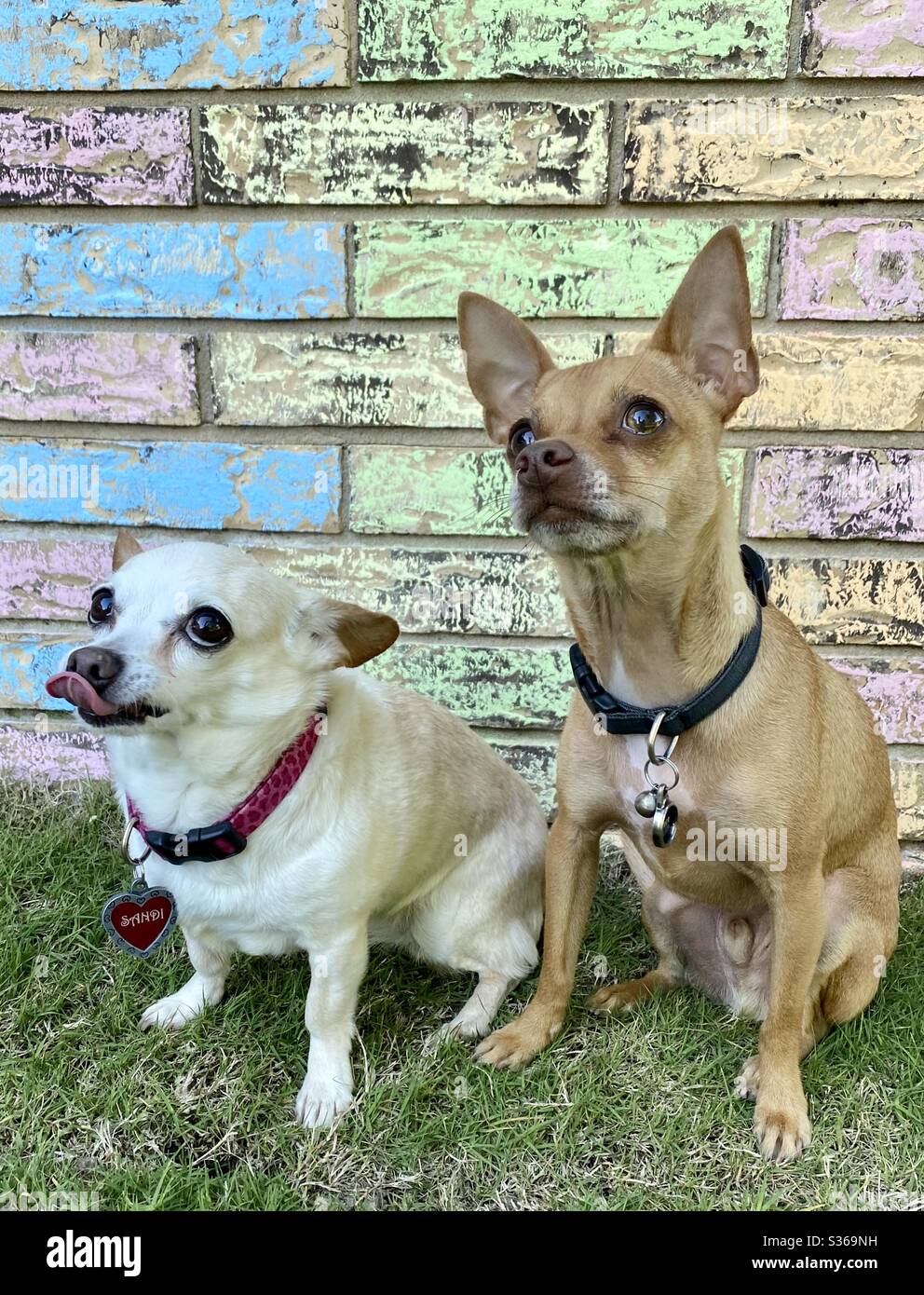 Chihuahua’s sitting next to chalk wall l. Stock Photo
