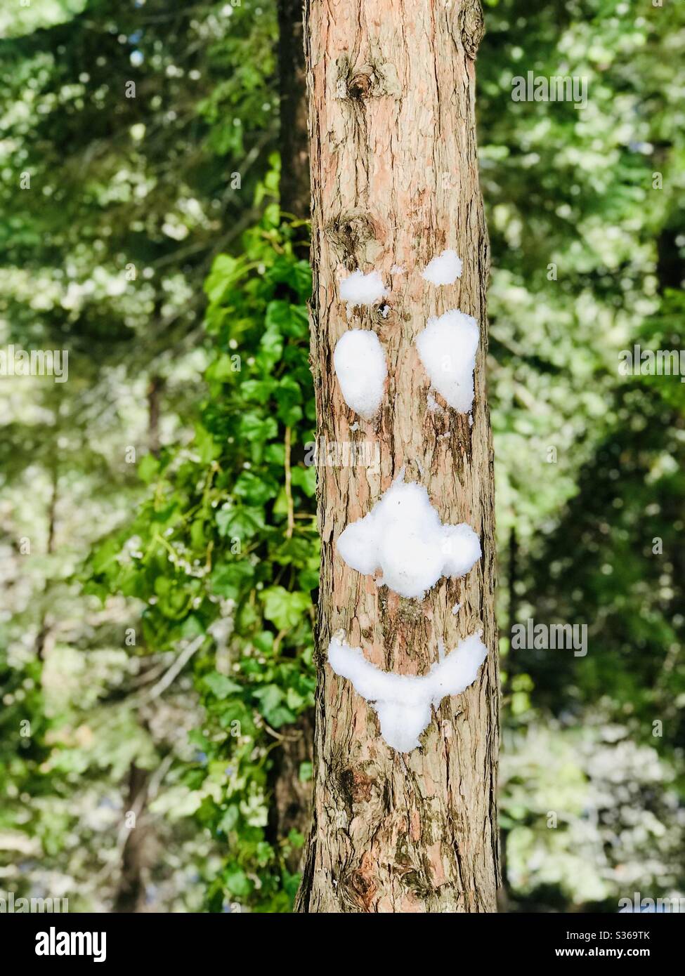 Silly snow face on a pine tree in the woods. Stock Photo