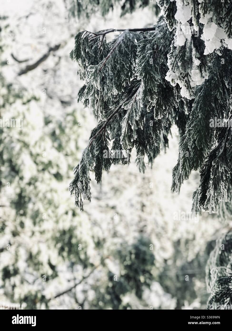 Snow covered pine branches. Stock Photo