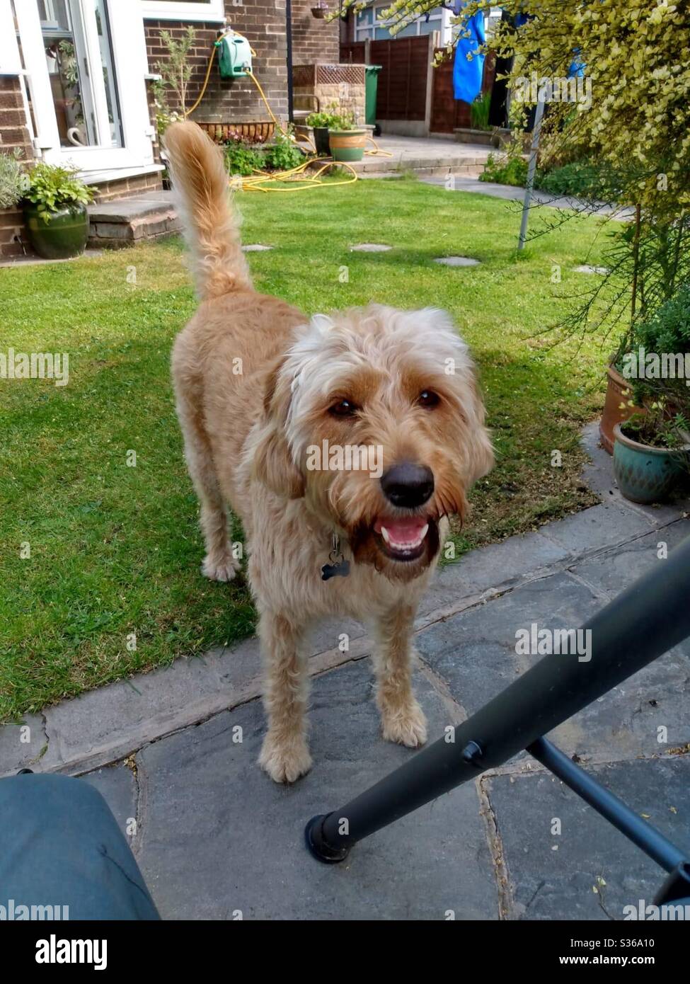 Cheeky dog Stock Photo