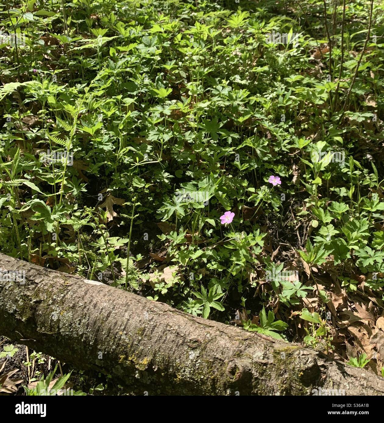 DUBUQUE, IOWA, May 15, 2020--Landscape photo of fallen tree among green vegetation and purple flowers in park under a bright blue sky on a sunny spring day. Stock Photo