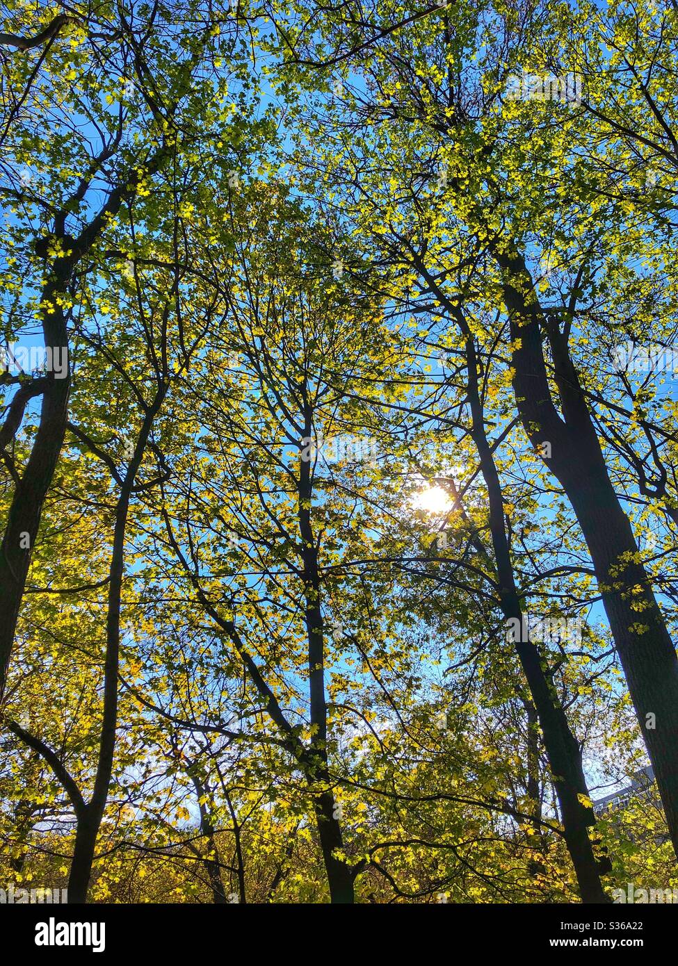Sunlight trees forest hi-res stock photography and images - Alamy