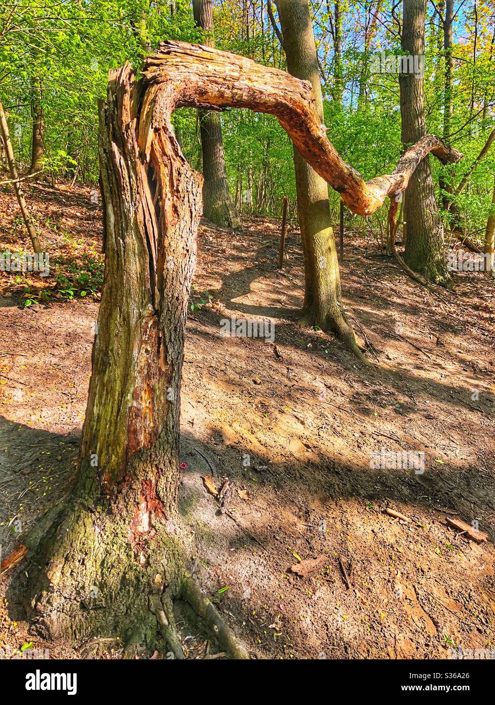 A fallen branch Stock Photo Alamy
