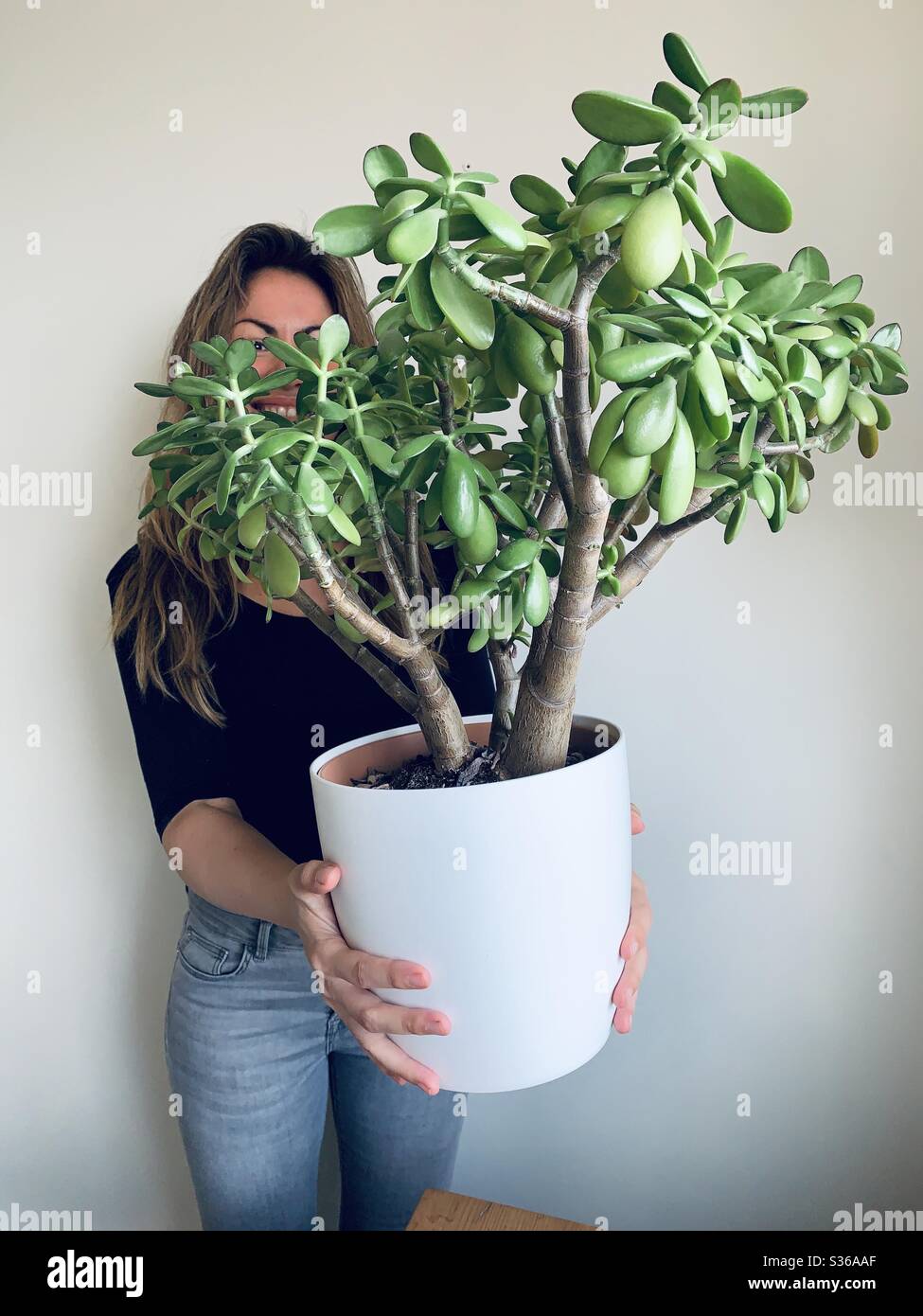 Lady holding up large jade plant Stock Photo - Alamy