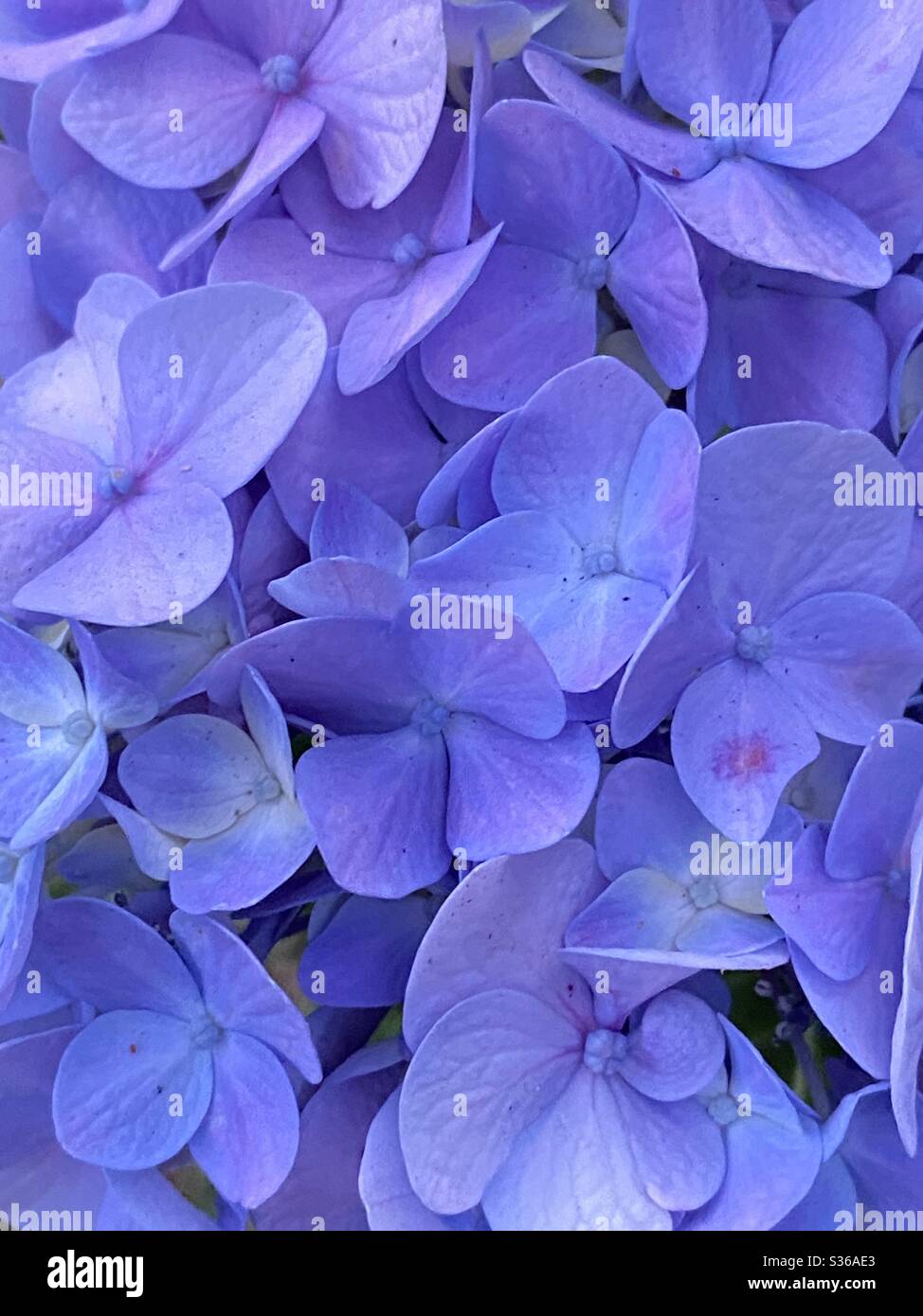 Hydrangea flower bloom in violet colors - Smartphone Captured Stock Image