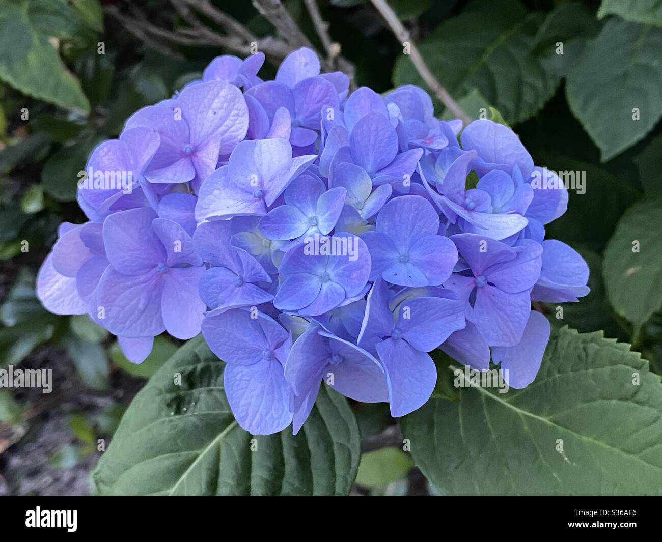 Hydrangea flower bloom in violet color - Smartphone Captured Stock Image