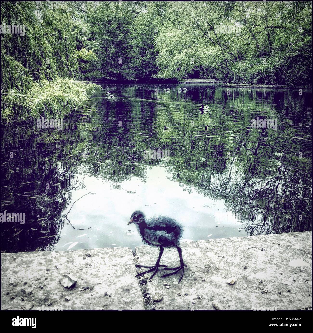 Young coot bird in Peckham Rye park - Smartphone Captured Stock Image
