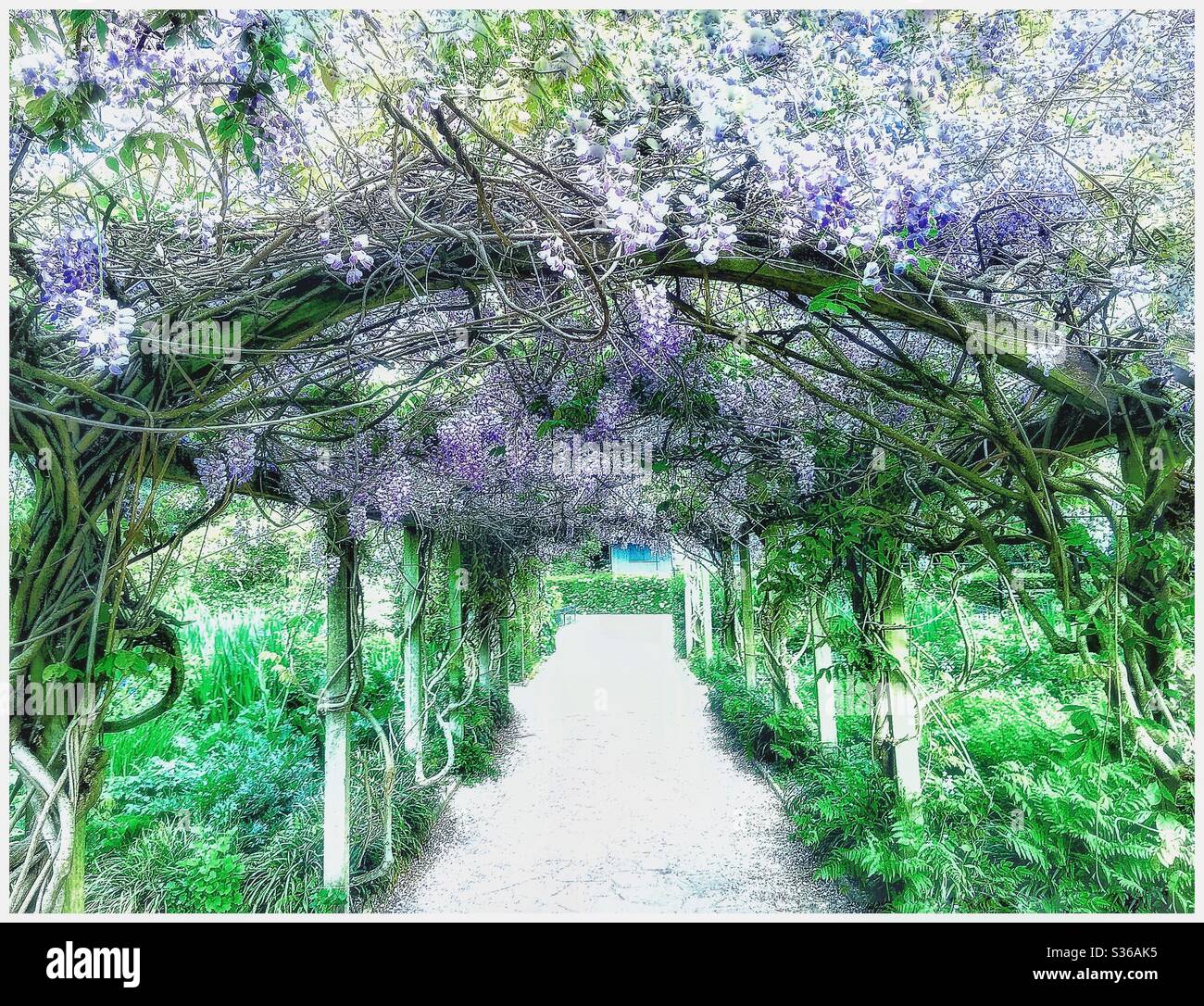 The Wisteria in Peckham Rye park. - Smartphone Captured Stock Image