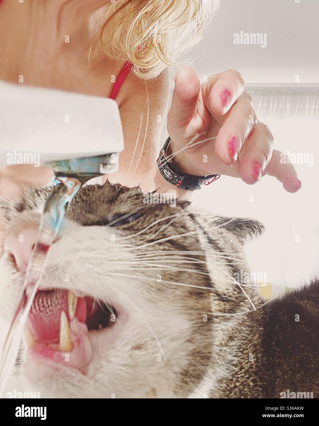 Only for cat, the bathroom. - Smartphone Captured Stock Image