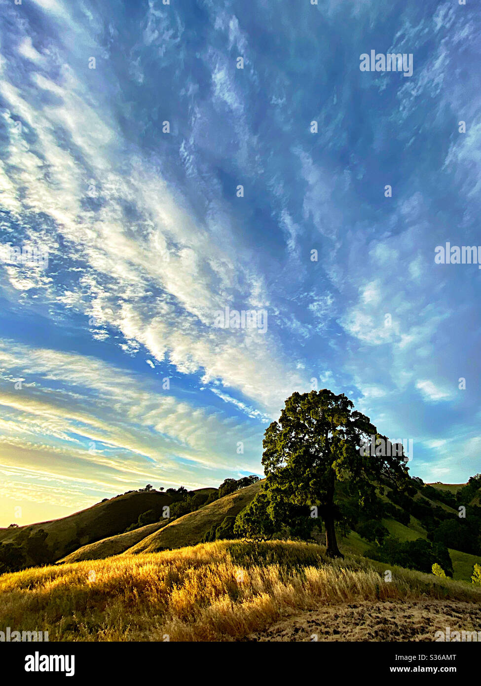 Foothills landscape, with oak tree and clouds Stock Photo