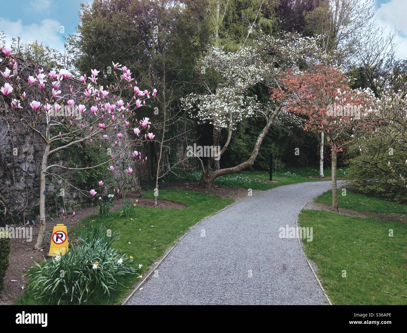 Magnolia Walk in bloom at Farmleigh Park, Dublin, Ireland. Pink, white, and red magnolias line a winding path through this peaceful spring garden. - Smartphone Captured Stock Image