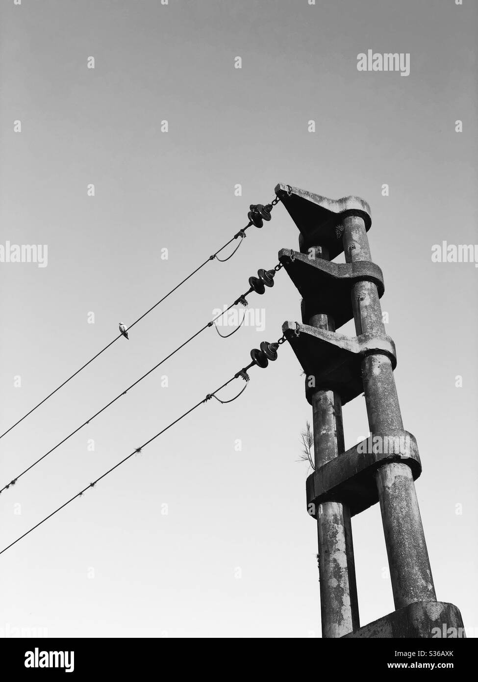 A pigeon resting on a wire Stock Photo - Alamy