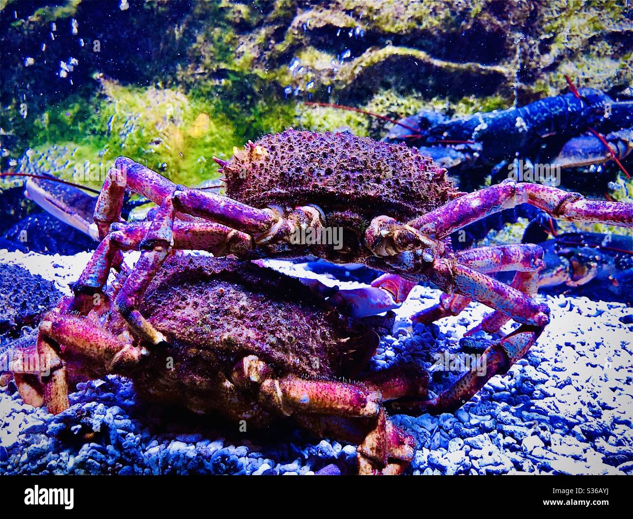 Crabs Stock Photo