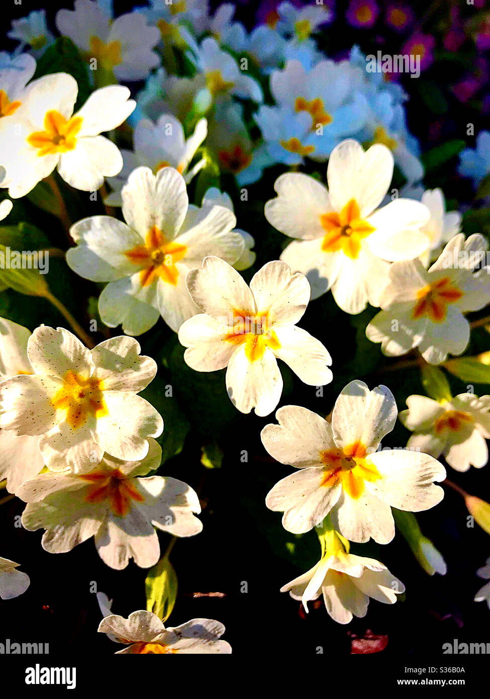 Sunny mood on a bright spring morning - Smartphone Captured Stock Image