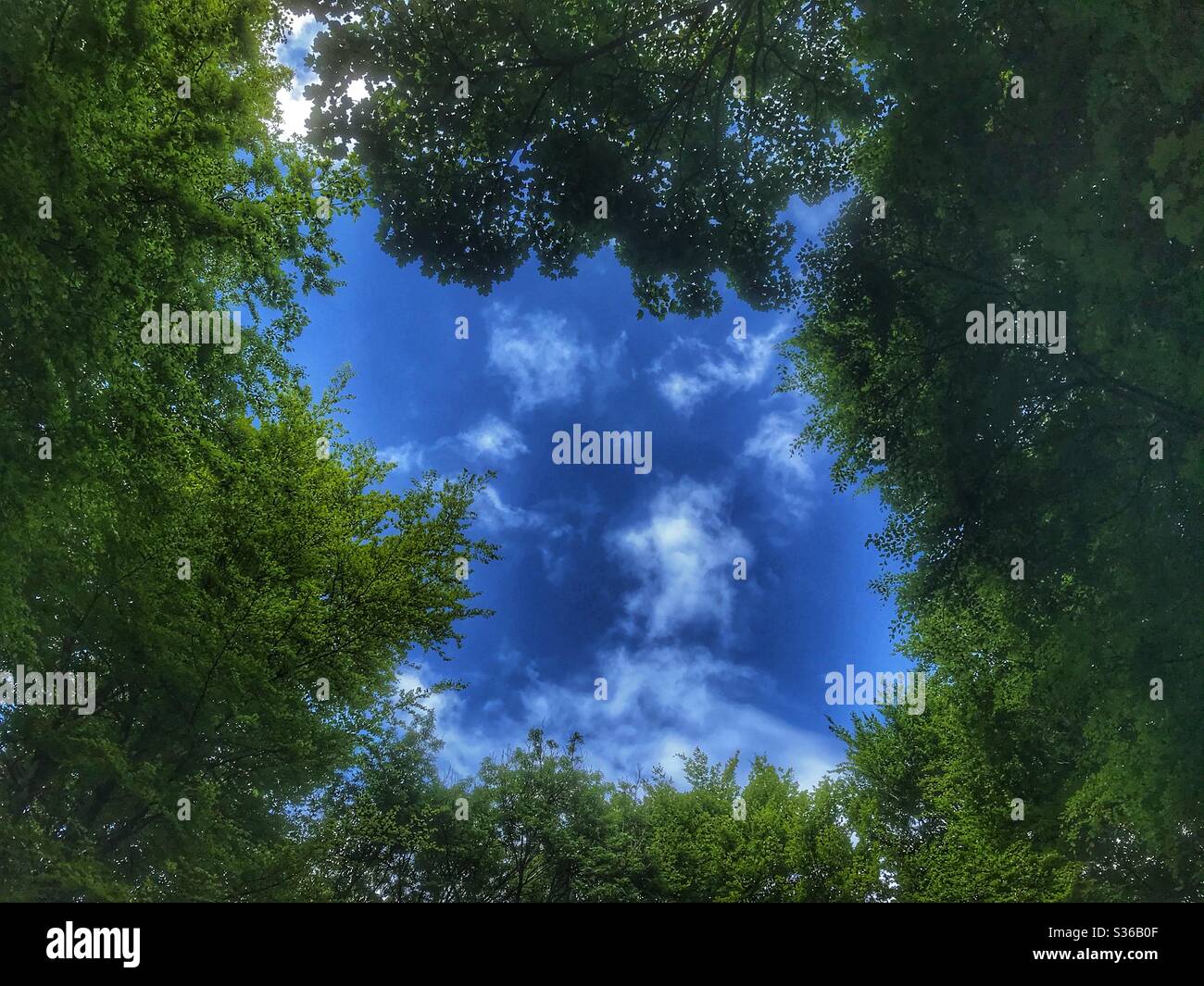 Blue sky framed by trees - Smartphone Captured Stock Image