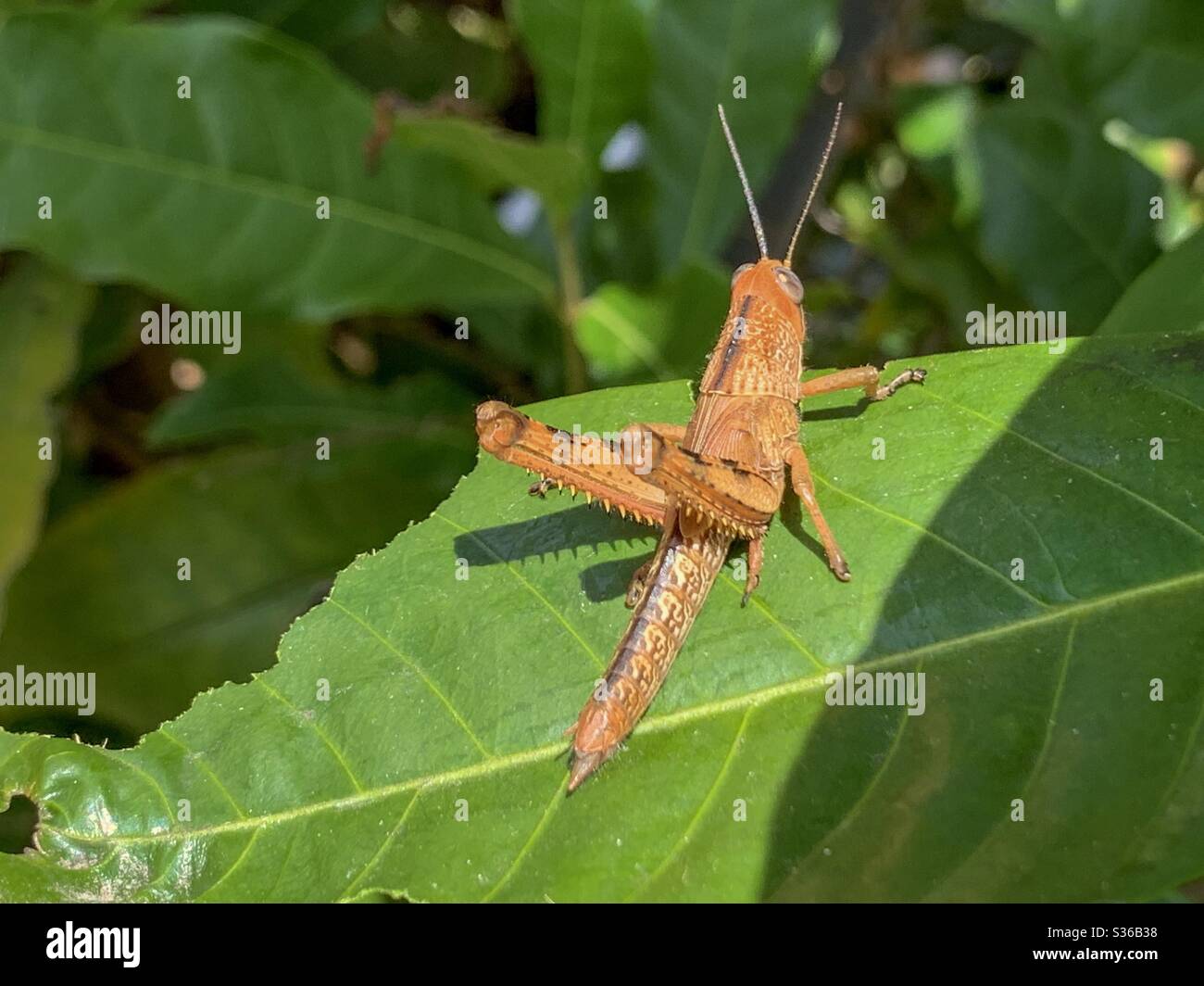 Grasshopper on a leaf - Smartphone Captured Stock Image