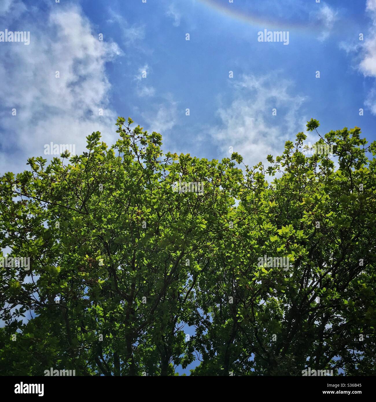 A photograph looking upwards towards a full leafed oak tree with a brilliant blue sky above, wispy clouds and a slight rainbow flare. Beautiful sunny day in woodland. - Smartphone Captured Stock Image