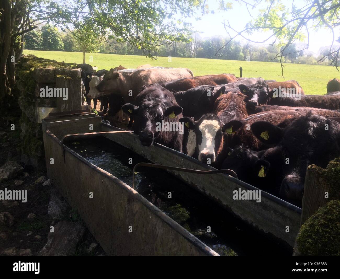 A herd of cows in the English countryside Stock Photo