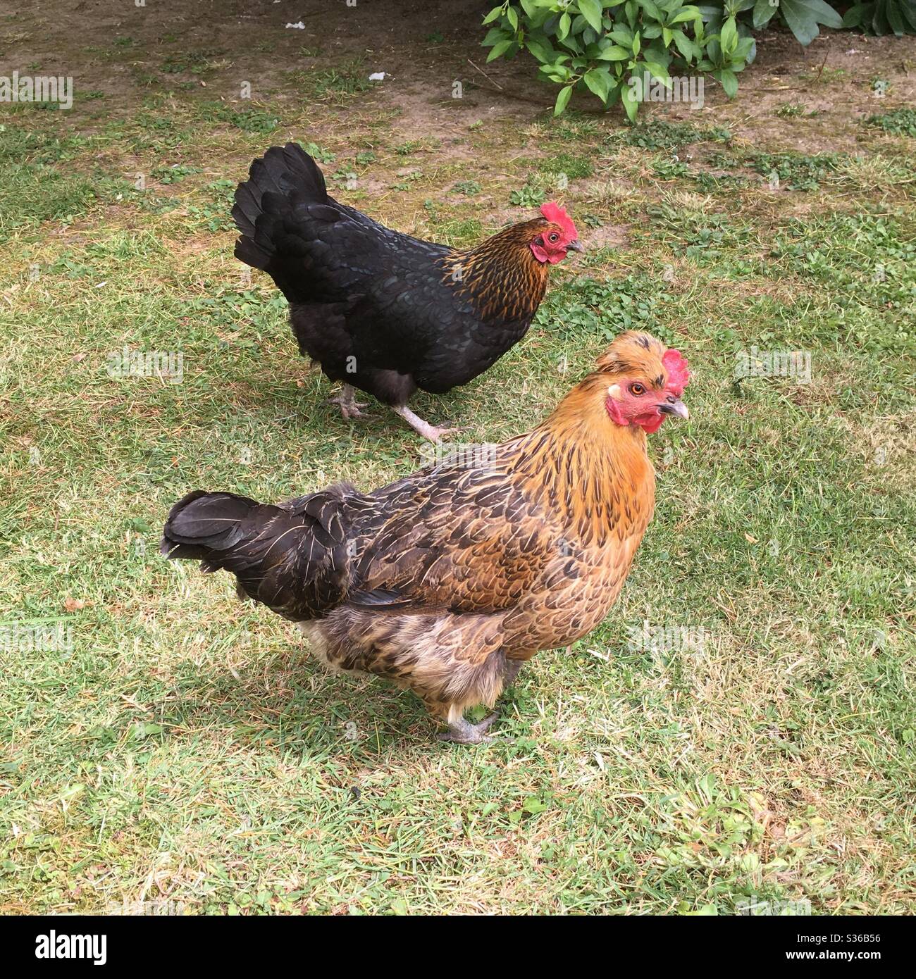 A couple of pet backyard chickens. Stock Photo