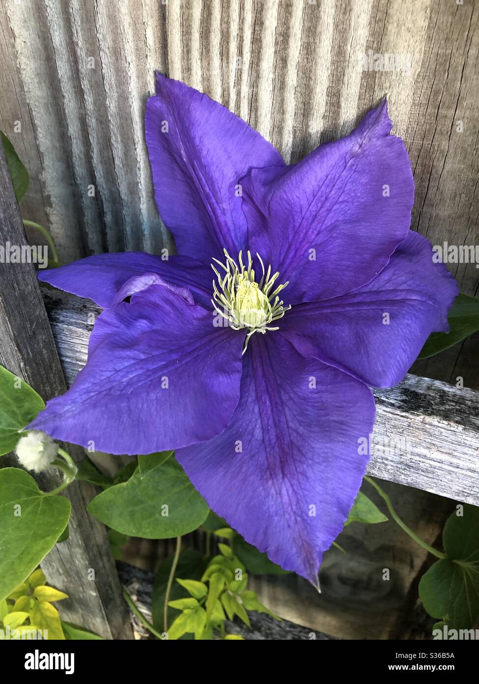 Stunning purple clematis flower in full bloom early summer Stock Photo